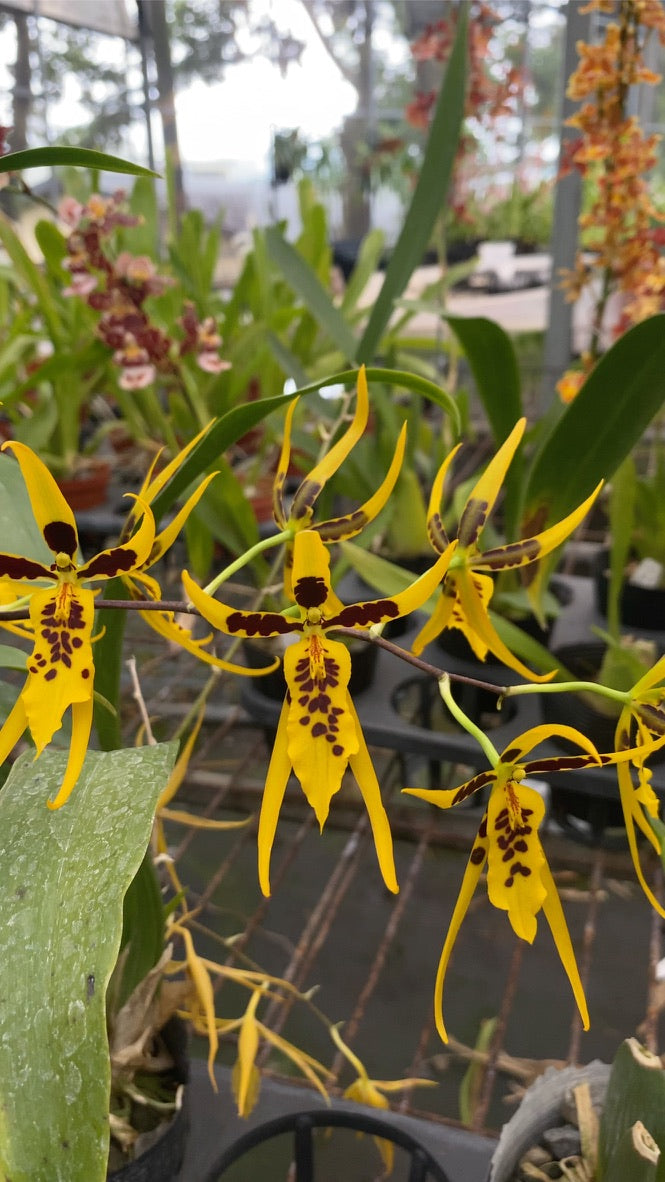 ブラメサ フルデュエン ビビッド ビー '1235'