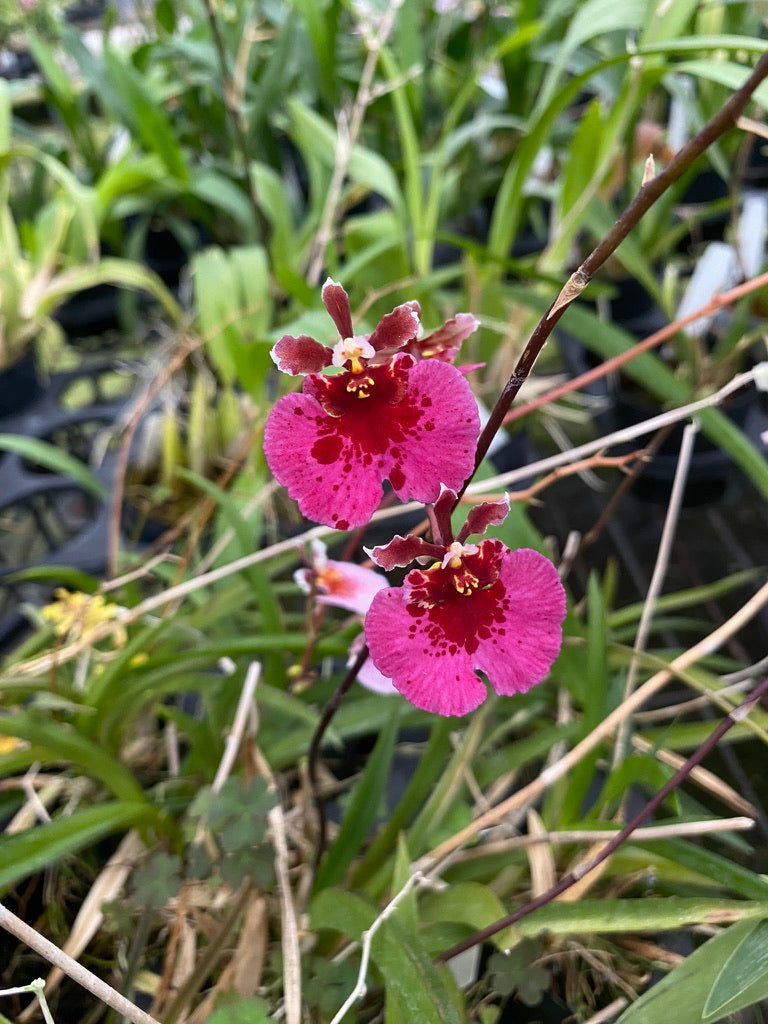 トルムニアハイブリッド