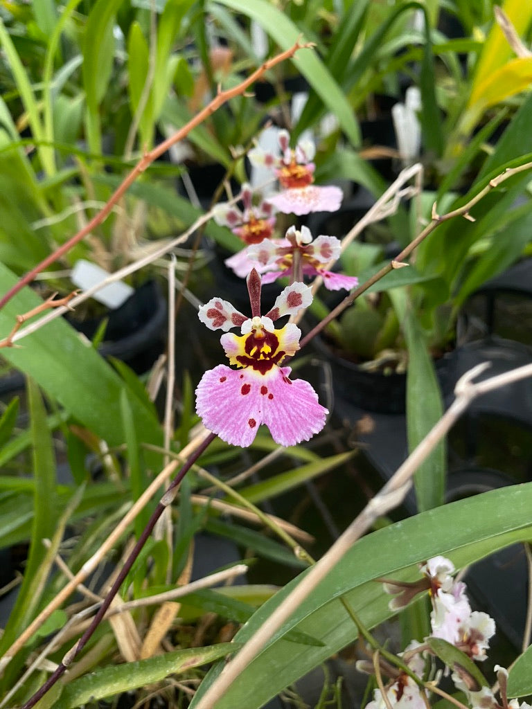 トルムニアハイブリッド