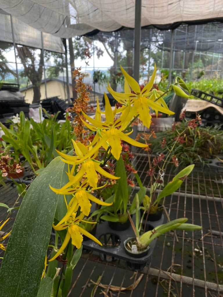 ブラメサ フルデュエン ビビッド ビー '1235'