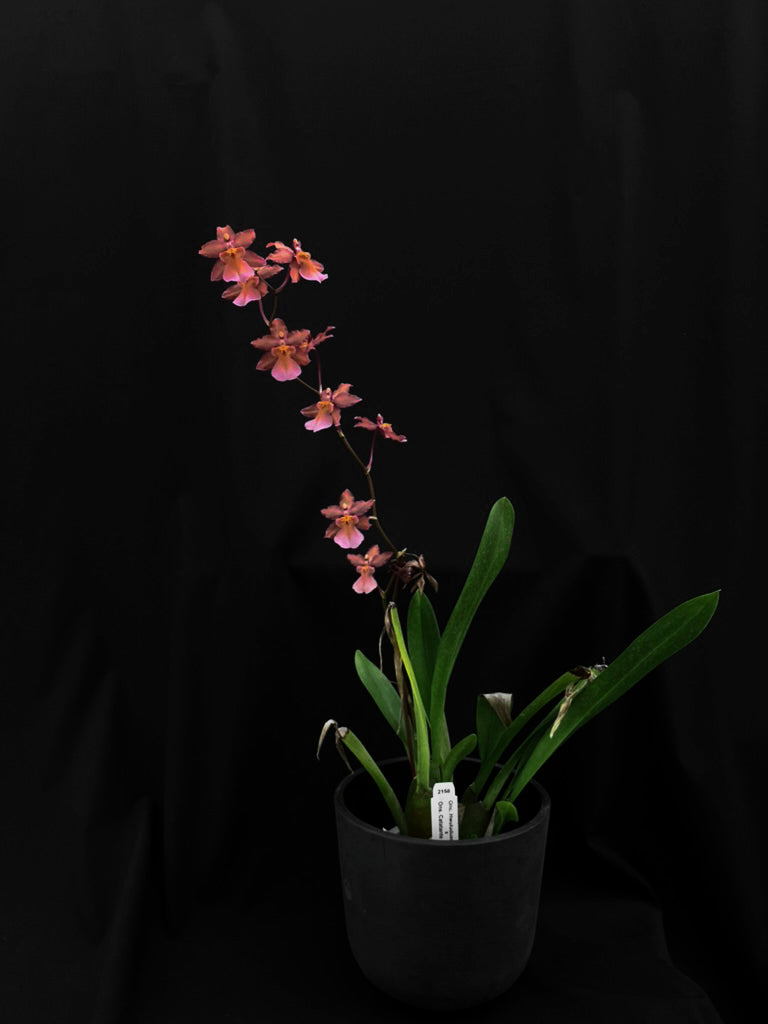 オンク フルドゥエン '2158'