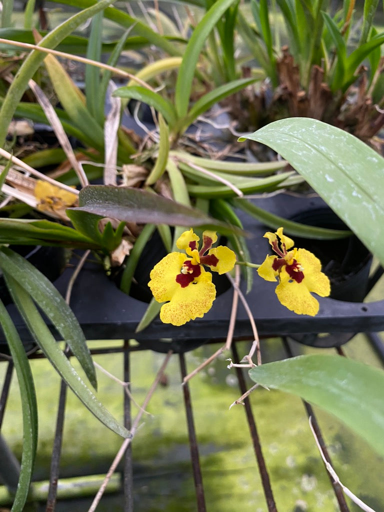 トルムニアハイブリッド