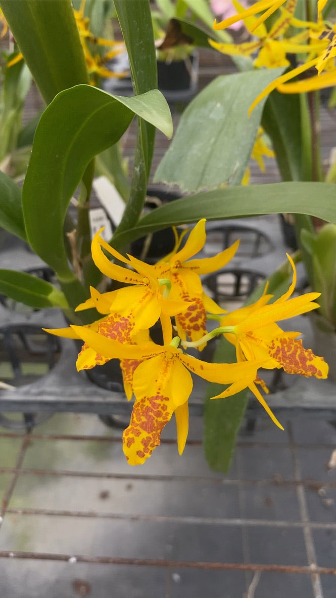 ブラメサ フルデュエン ビビッド ビー '1235'