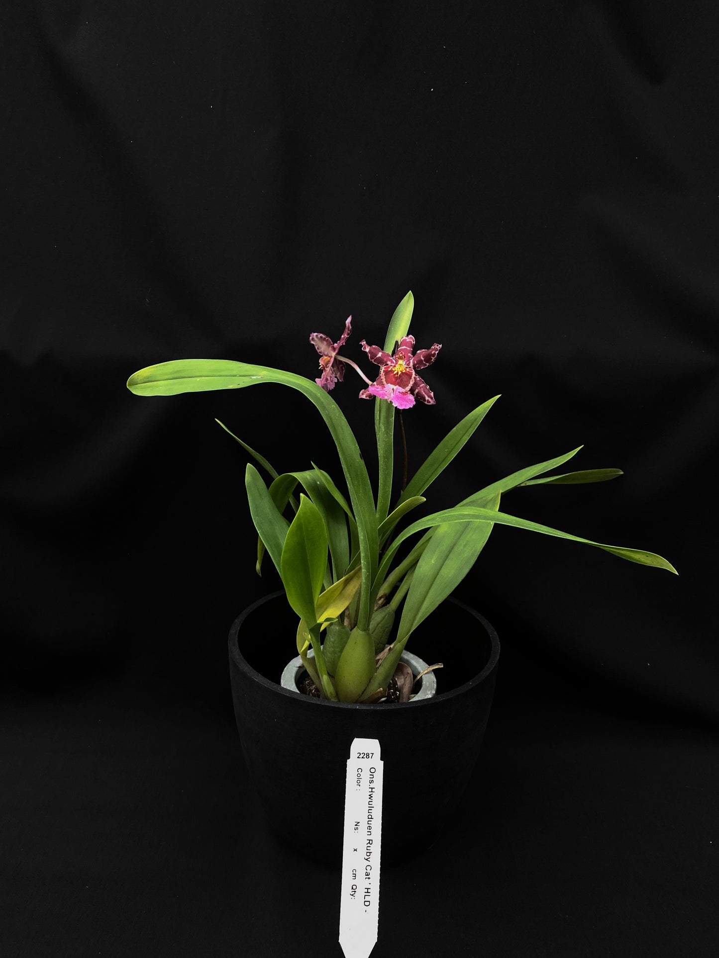 オンシジウム フルデュエン '2287'