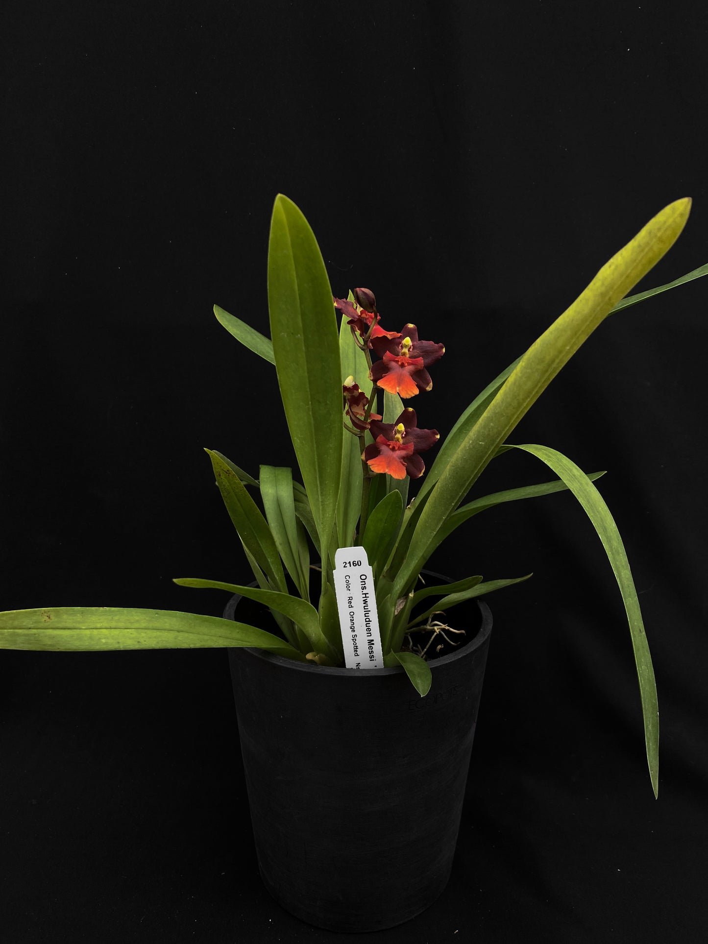 オンシジウム フルデュエン '2160'