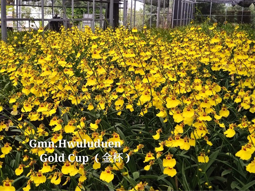 ゴモニア・フルドゥエン「ゴールデンカップ」