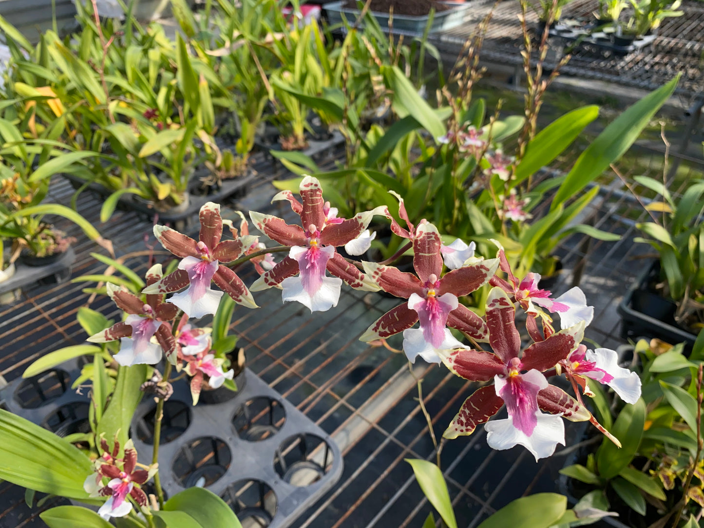 オンシジウム フルデュエン 'ドリーマー'