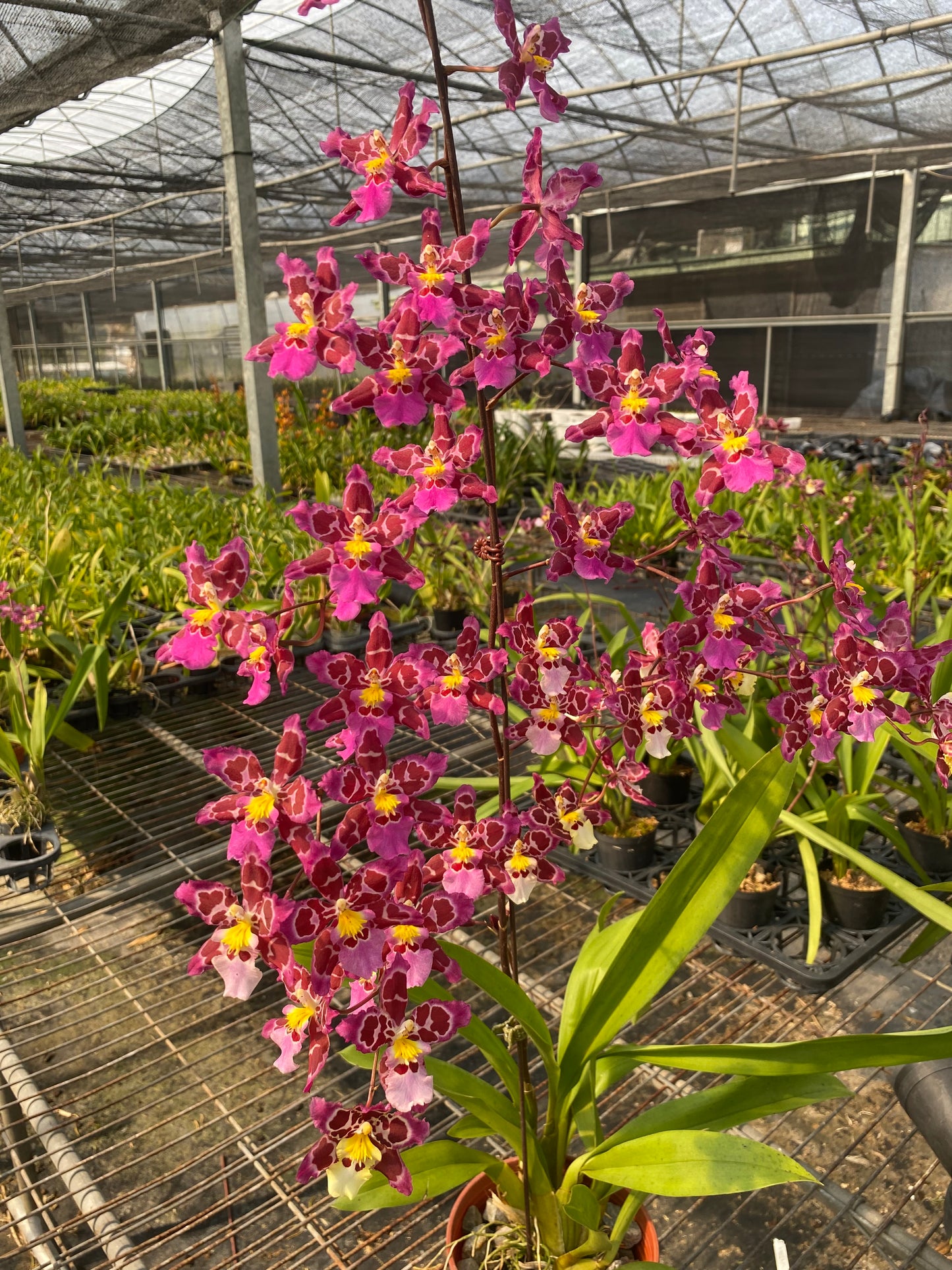 ゼレンコシジウム・フルドゥエン ルビー ジェム 'シャーリー'