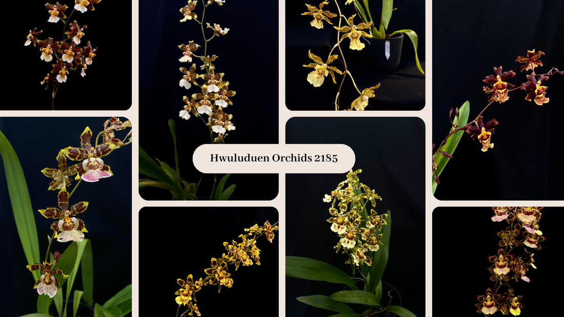 Oncidium Hwuluduen '2185' Introduction