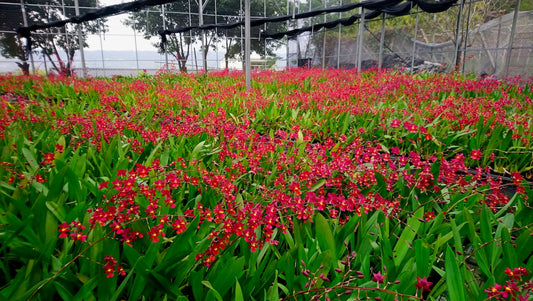 Using Oncidium Orchids as Cut Flowers and Potted Plants