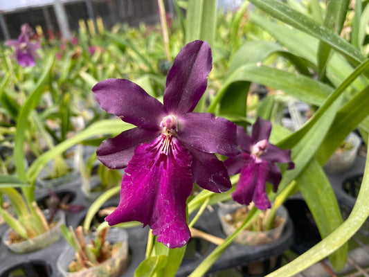 Miltonidium Hwuluduen Kenzie 'Passion' 葫蘆墩'女神'文心蘭