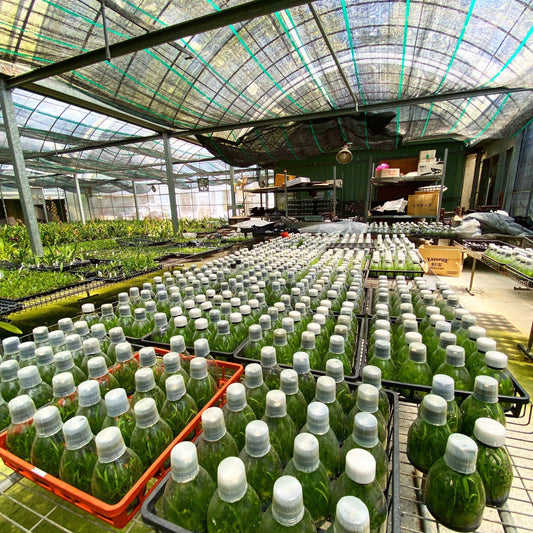 Advanced topics : Oncidium, every step from scratch to your hands