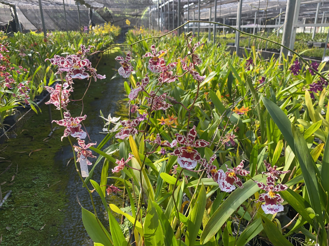 Home Planting - Growing Healthy Oncidium Orchids (Repotting Edition)