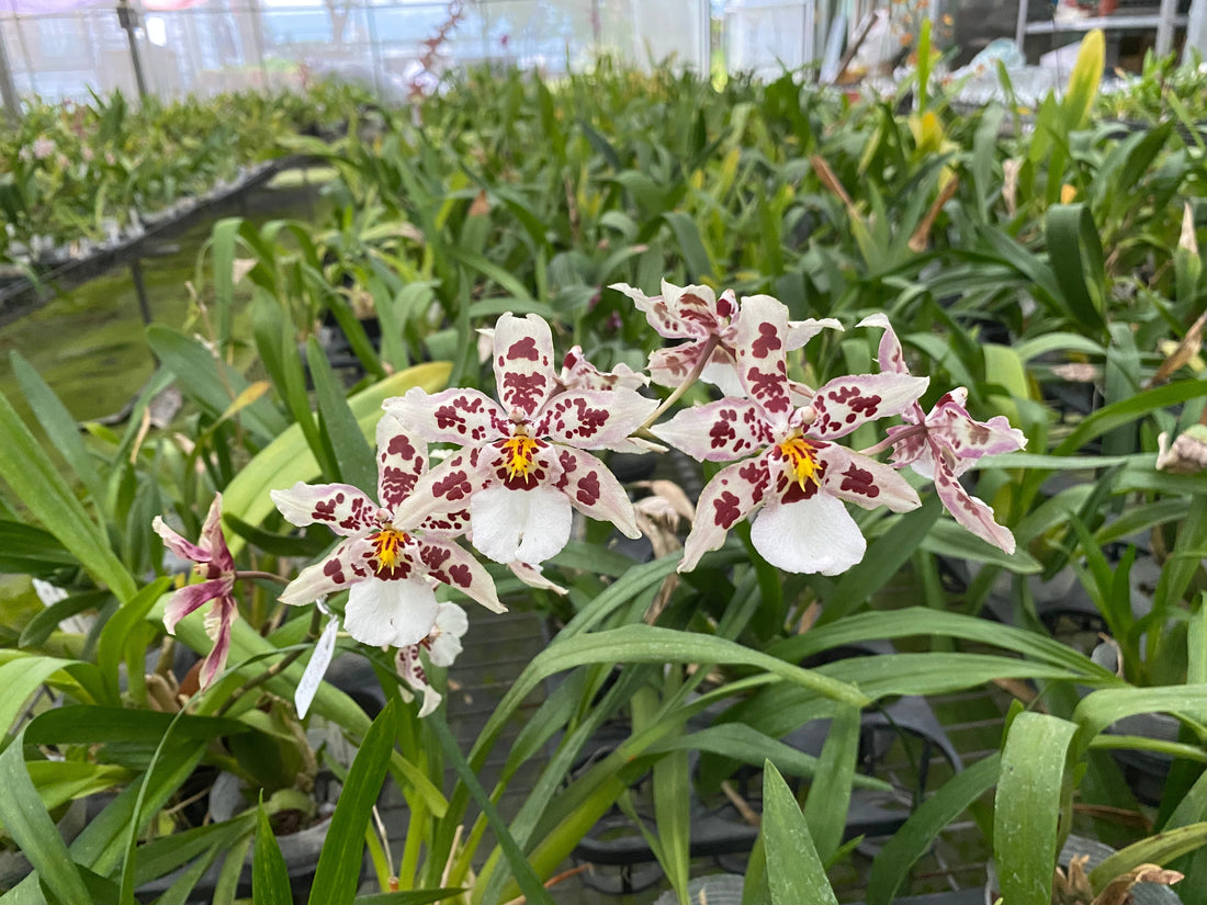 Understanding Oncidium Biology: Aerial Roots, Pseudobulbs, and Leaf Structure