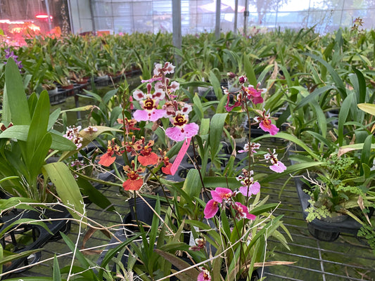 The Romance of Nature: Classical Oncidium Orchid Breeding