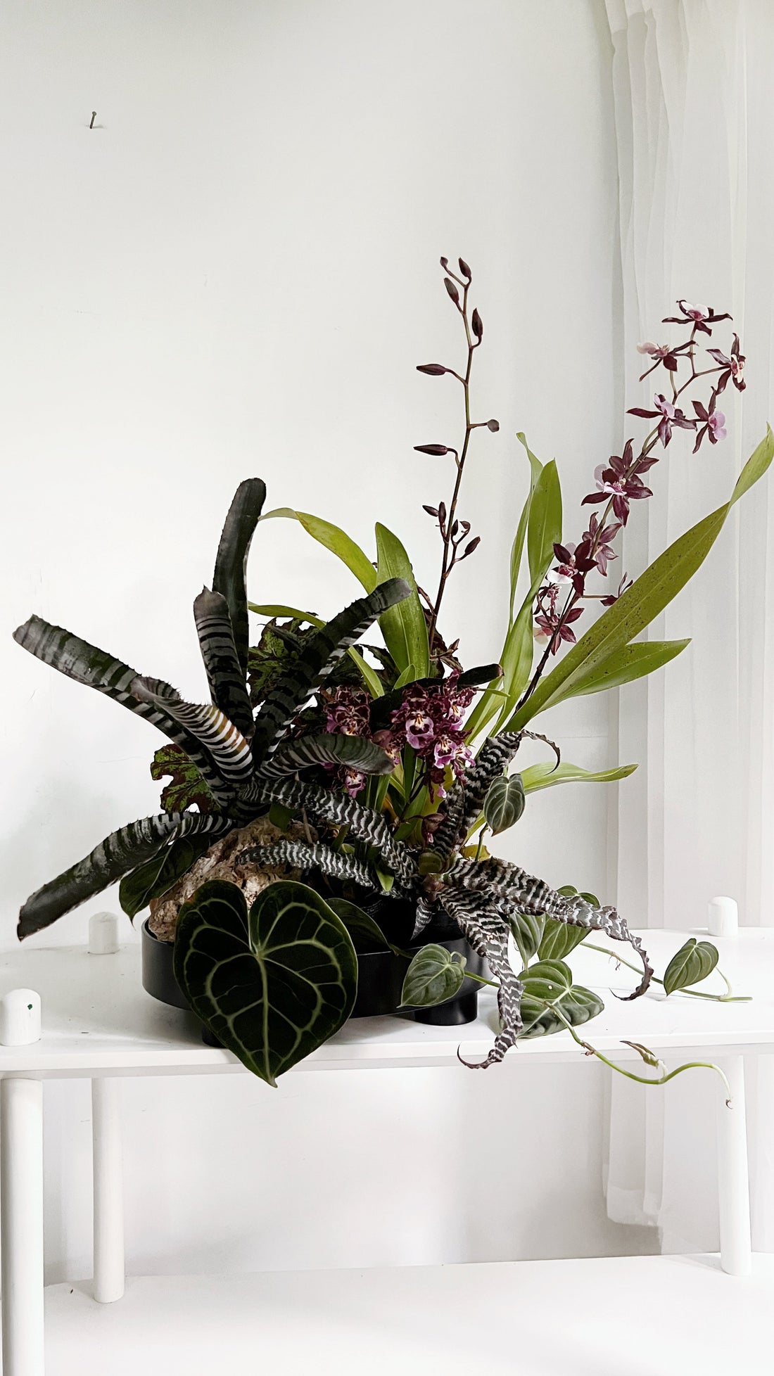 New Challenge for Oncidium