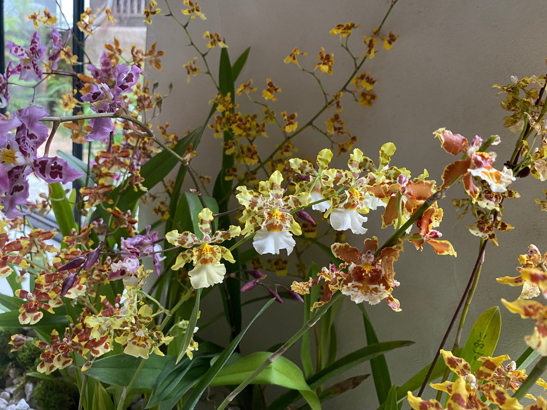 Uncovering the trend and history of Oncidium