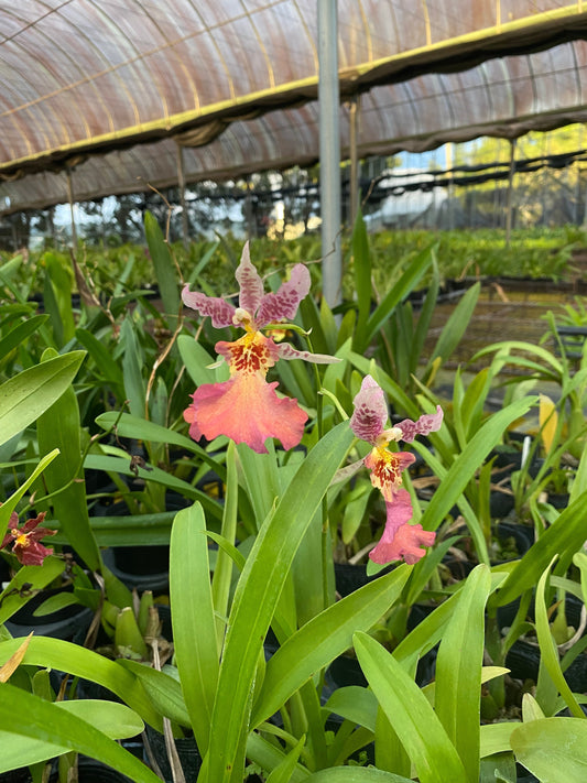 Oncidium Potting Medium Guide: Choosing the Best Substrate for Beginners in Taiwan