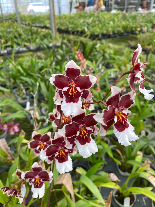 2026 Latest Oncidium Clone Plant Flask Pre-Order Notification