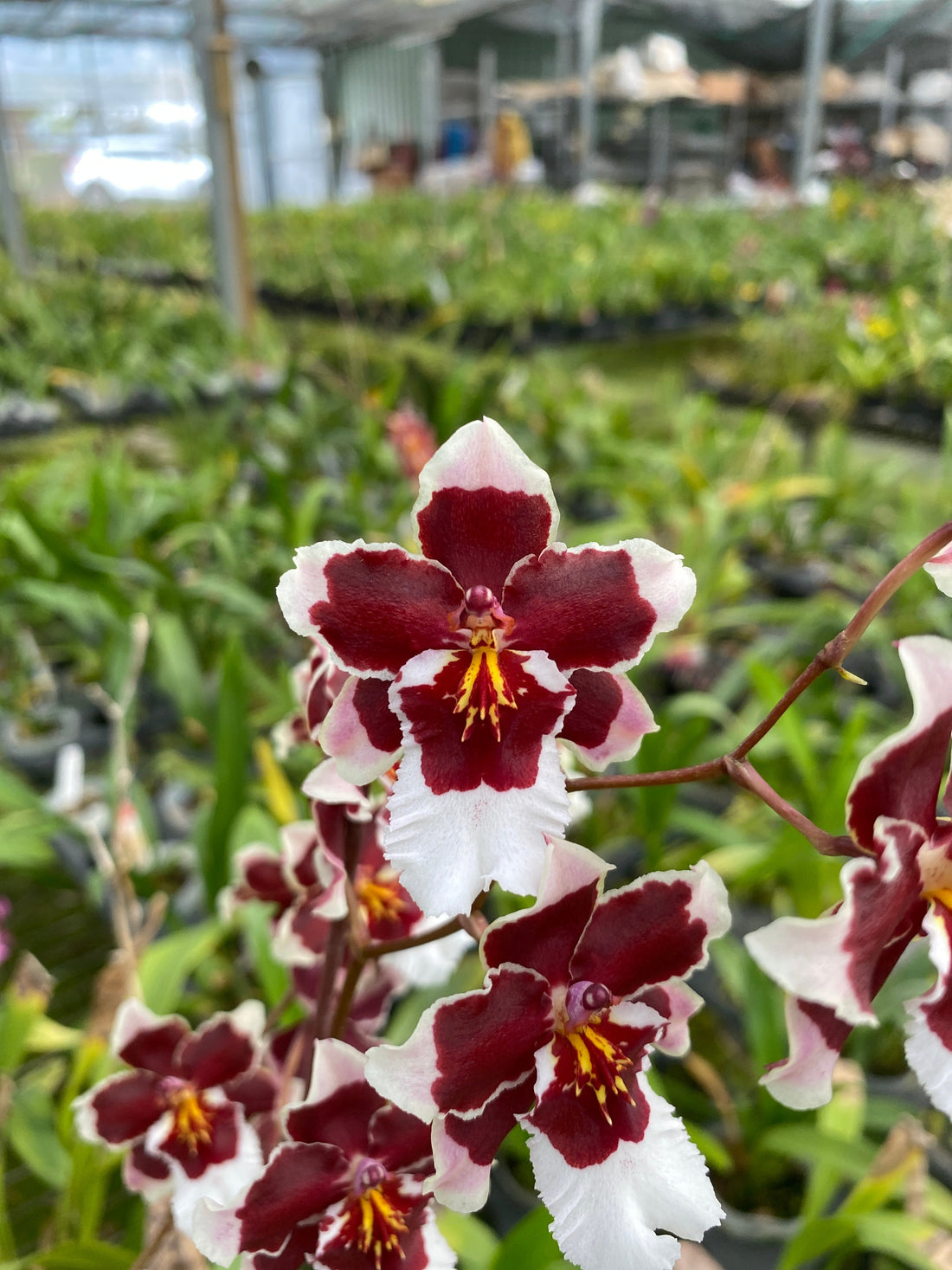 2024 Oncidium Pre-Order Flask