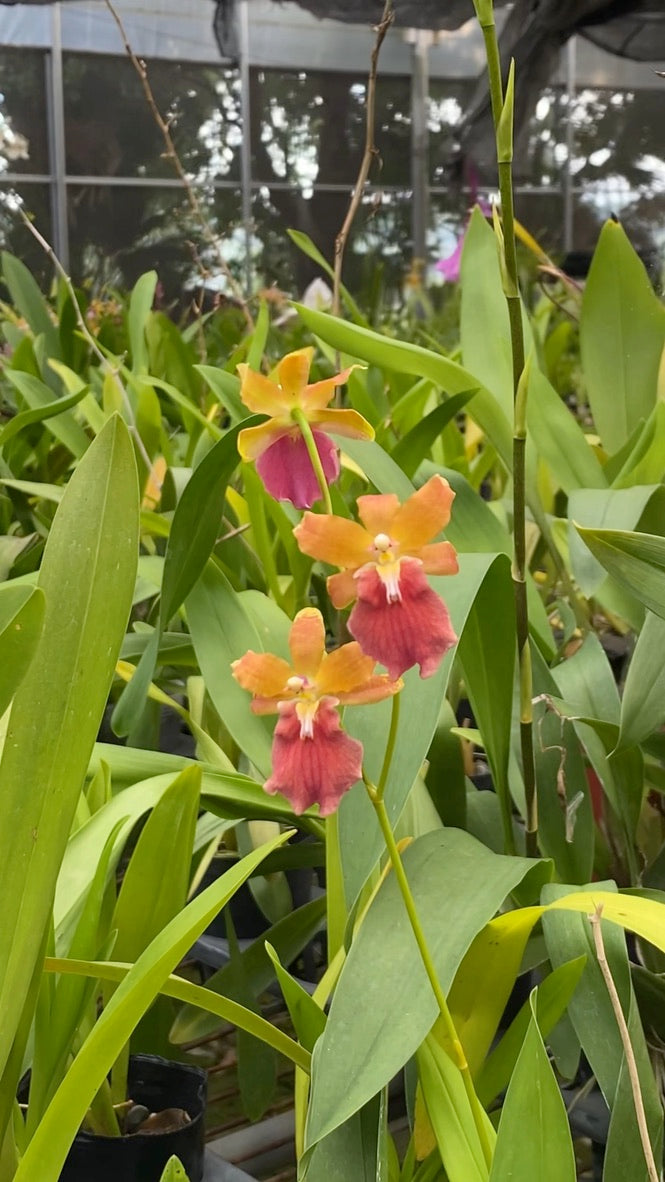 オンク フルドゥエン '2763'