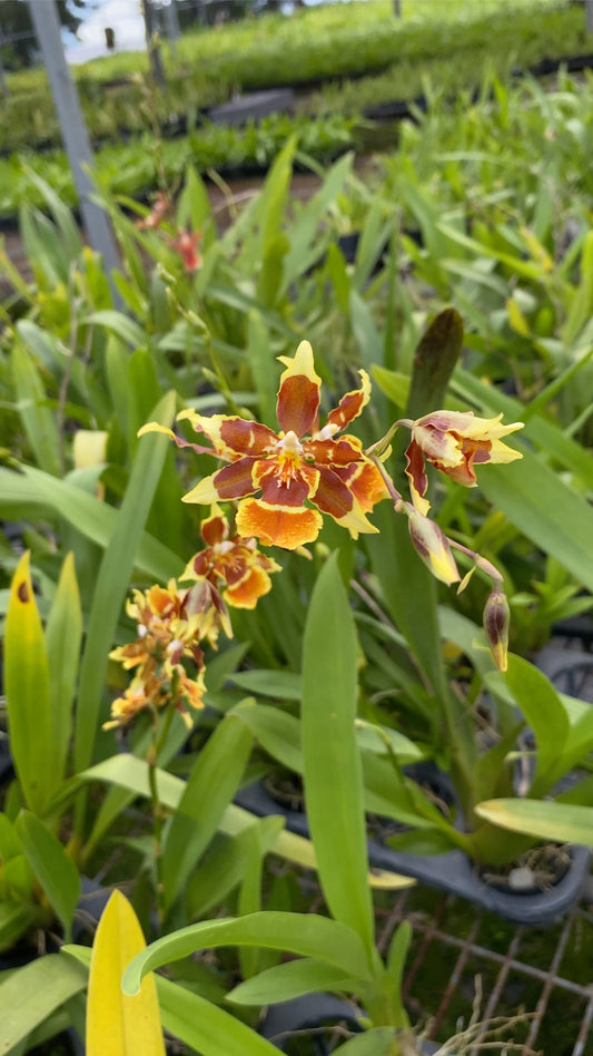 オンシジウム フルデュエン メッシ '2172'