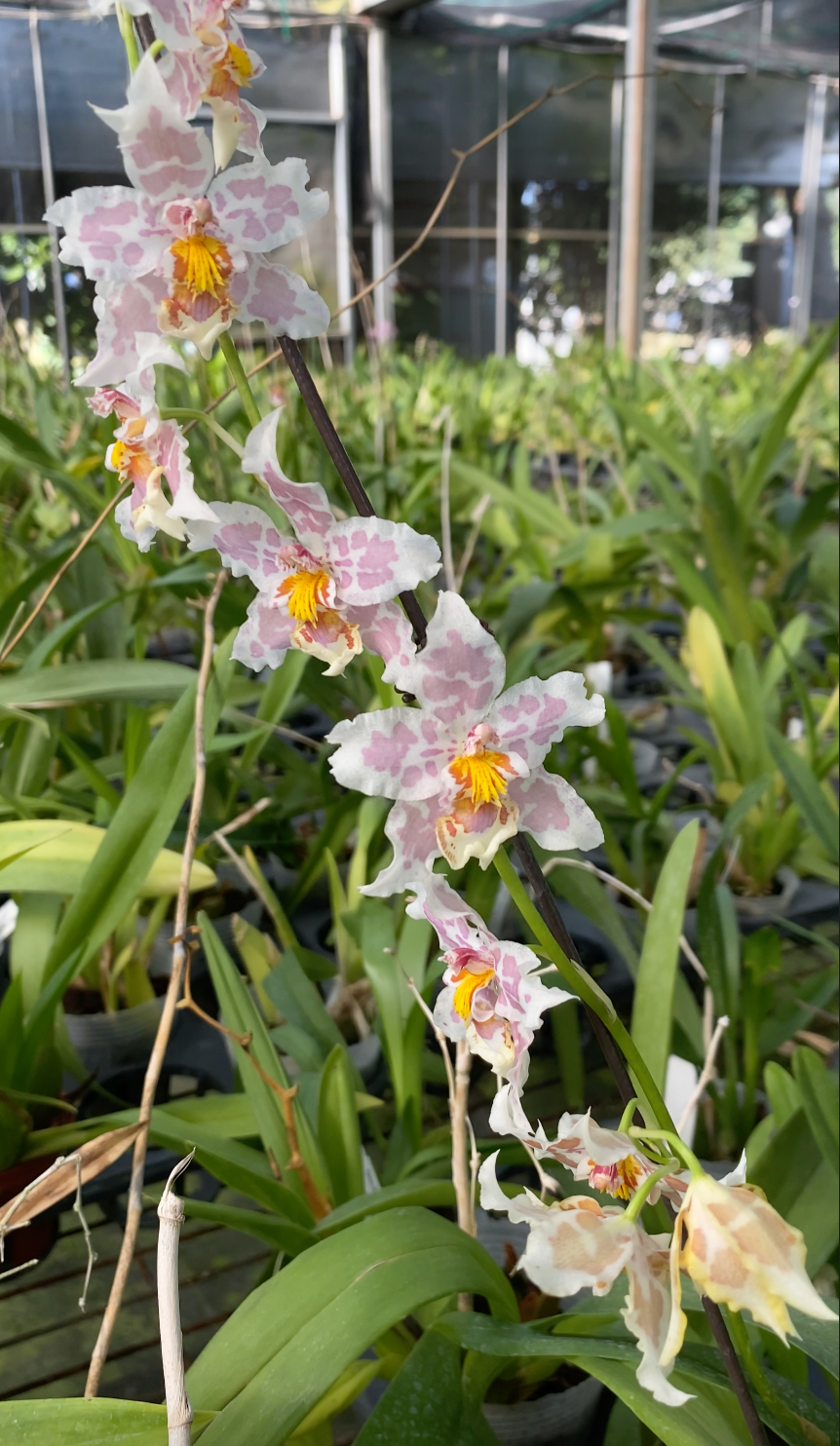 オンシジウム・フルドゥエン・フランツ「ヒョウ」 文心蘭