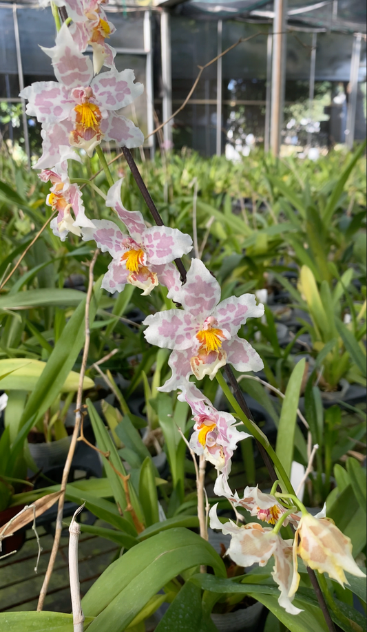 オンシジウム・フルドゥエン・フランツ「ヒョウ」 文心蘭