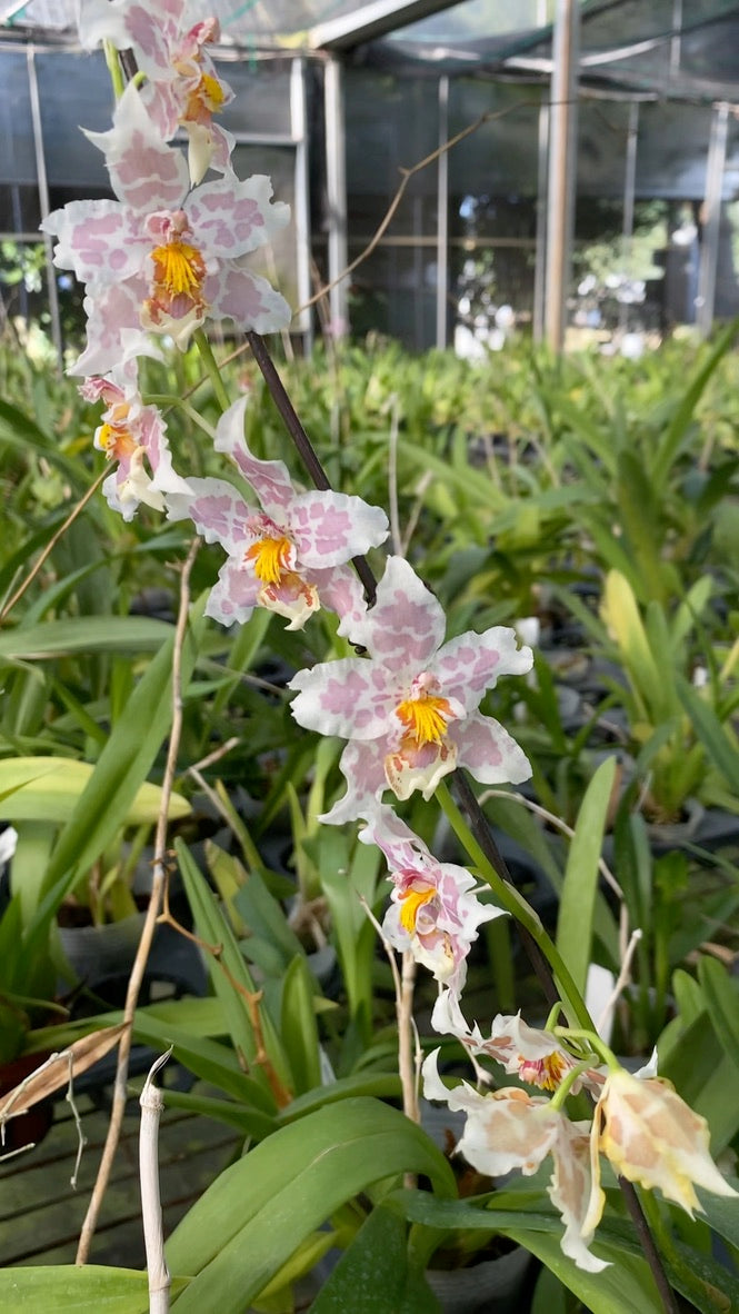 オンシジウム・フルドゥエン・フランツ「ヒョウ」 文心蘭