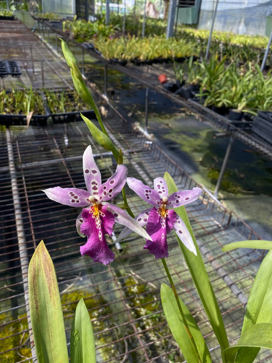 アルクラ ウルドゥエンロマンス '1174'