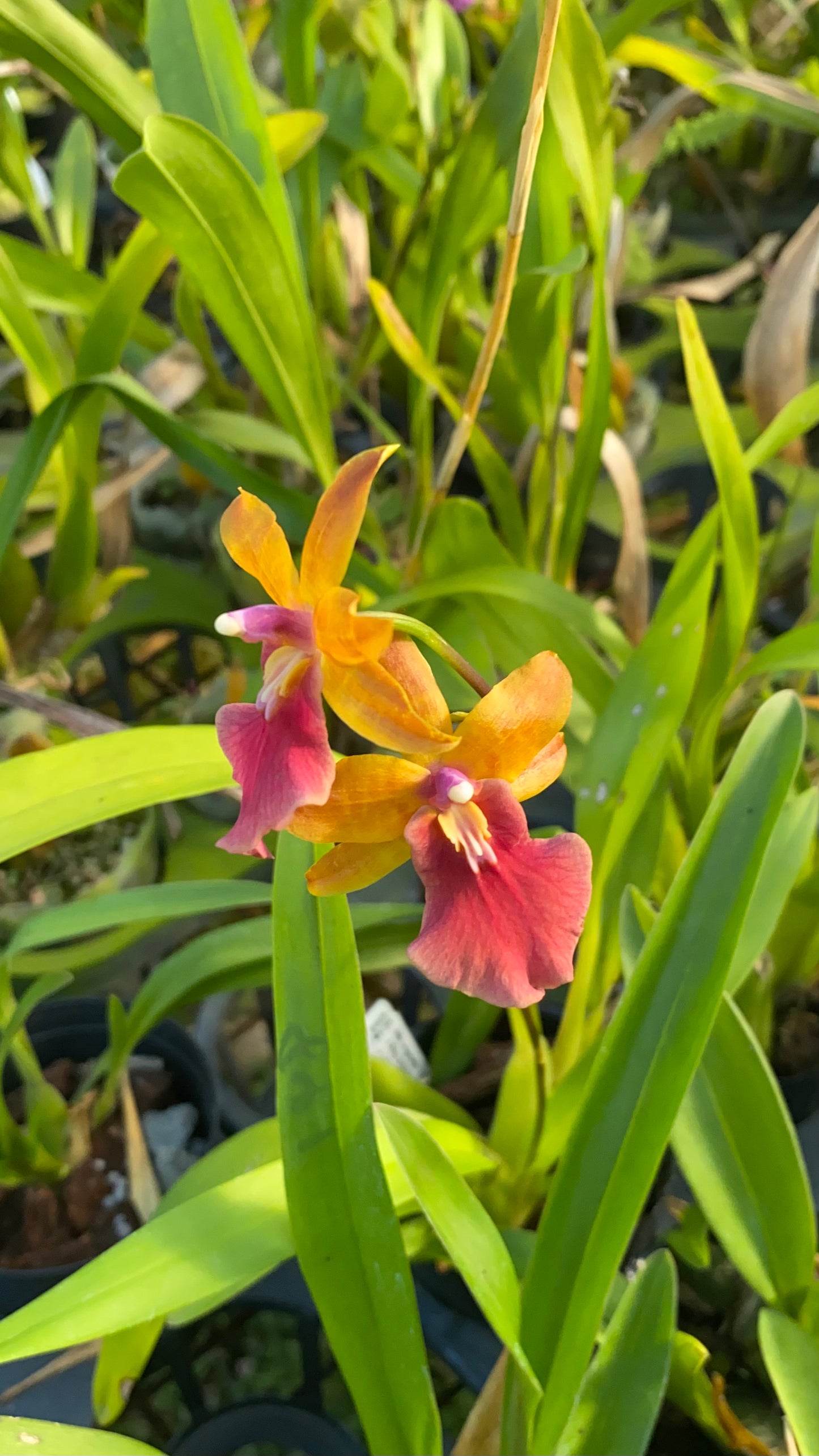 オンク フルドゥエン '2763'