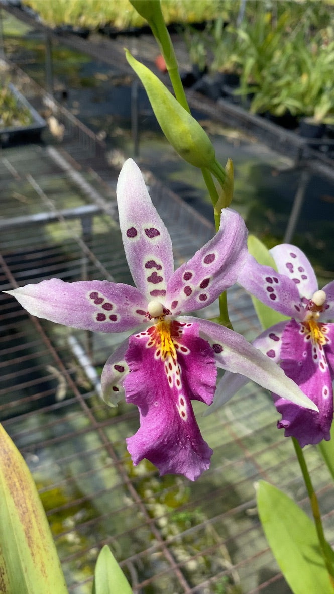 アルクラ ウルドゥエンロマンス '1174'