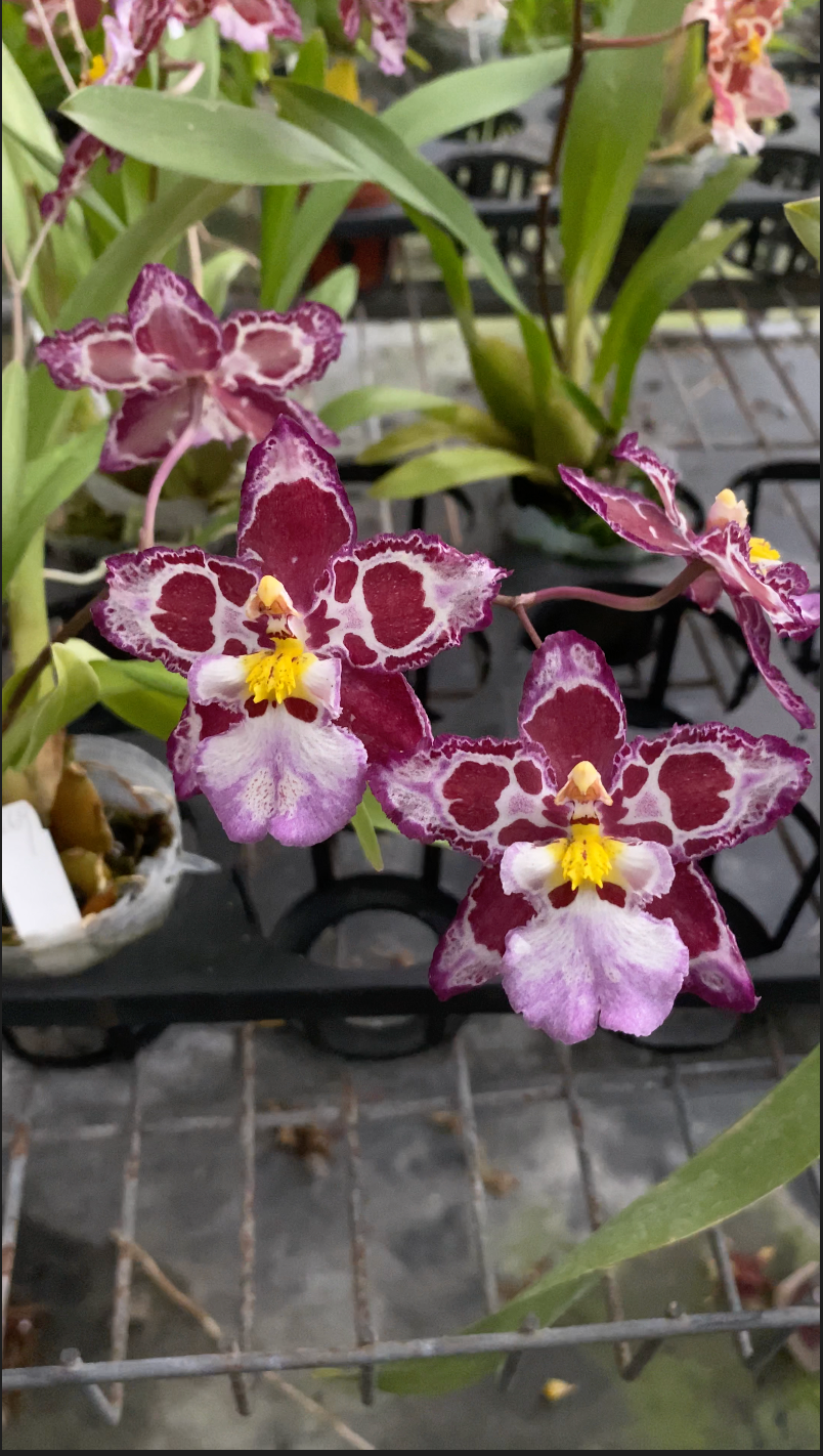 ゼレンコシジウム・フルドゥエン 'HLD-1'