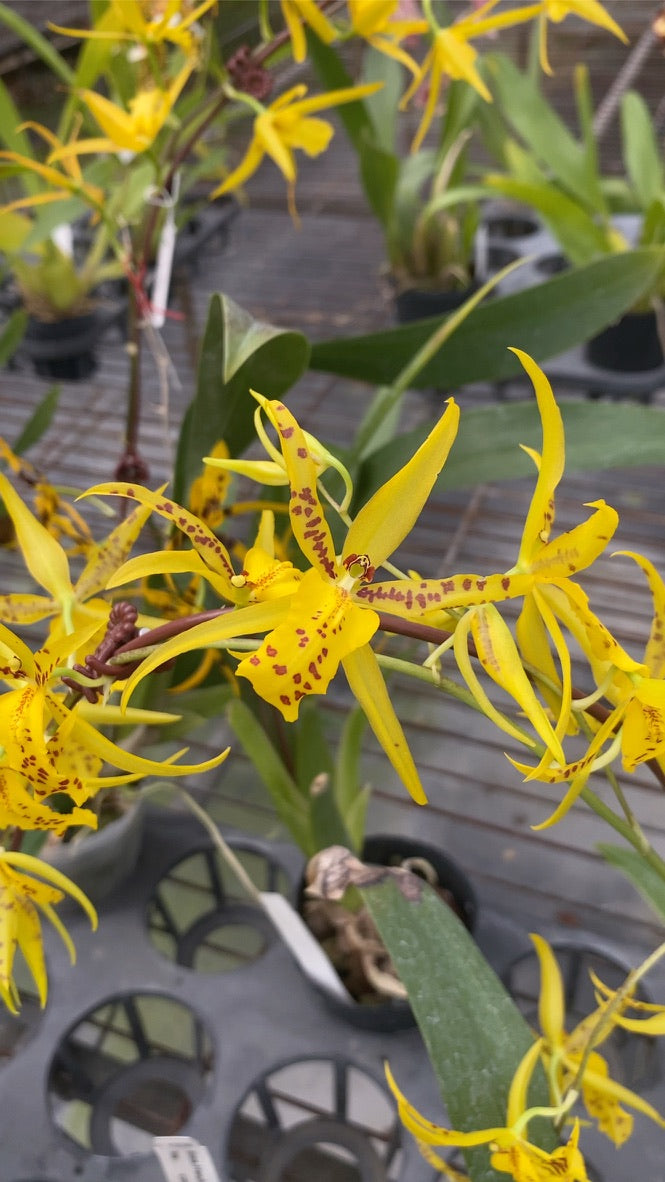 ブラメサ フルデュエン ビビッド ビー '1235'