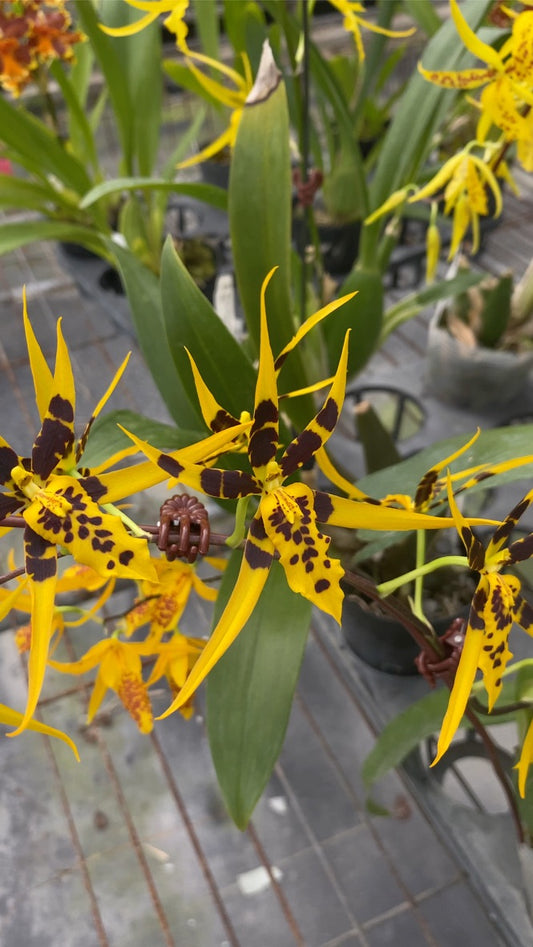 ブラメサ フルデュエン ビビッド ビー '1235'