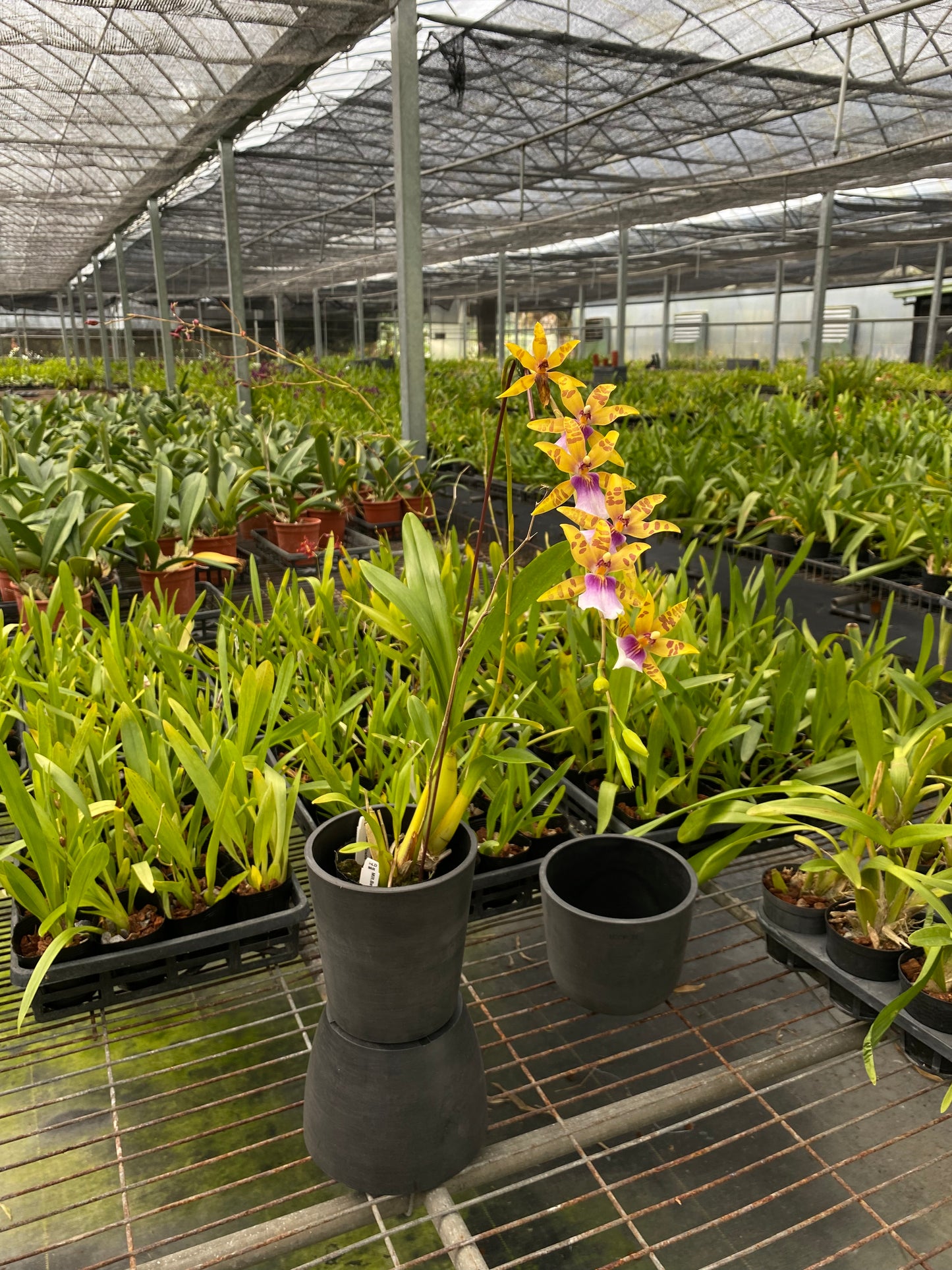 ミルトニア バレ グレイド 'ゴールド'