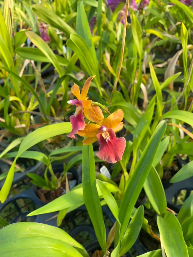 オンク フルドゥエン '2763'