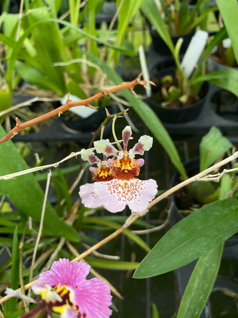 トルムニアハイブリッド