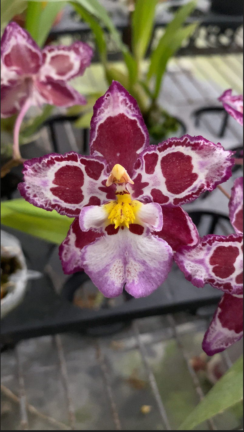 ゼレンコシジウム・フルドゥエン 'HLD-1'