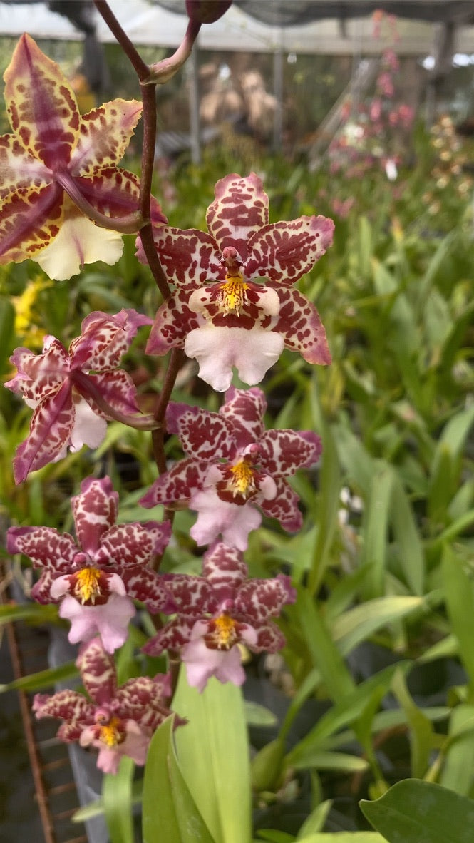 ゼレンコシジウム・フルドゥエン '2213'