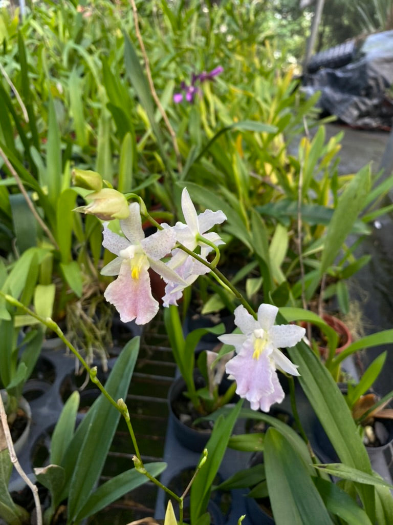 ロドリトニア・フルドゥエン・メガン '1314'