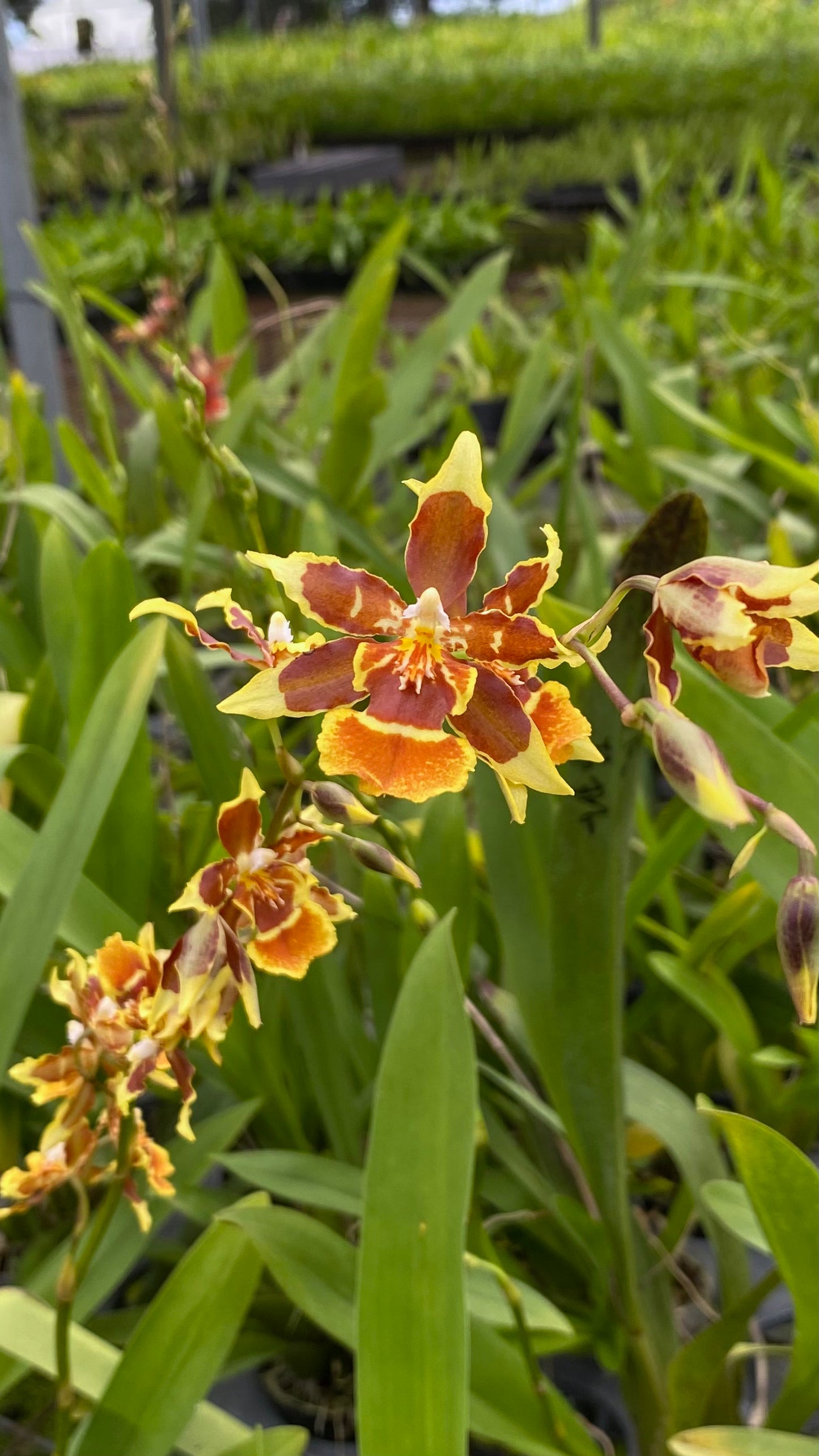 オンシジウム フルデュエン メッシ '2172'