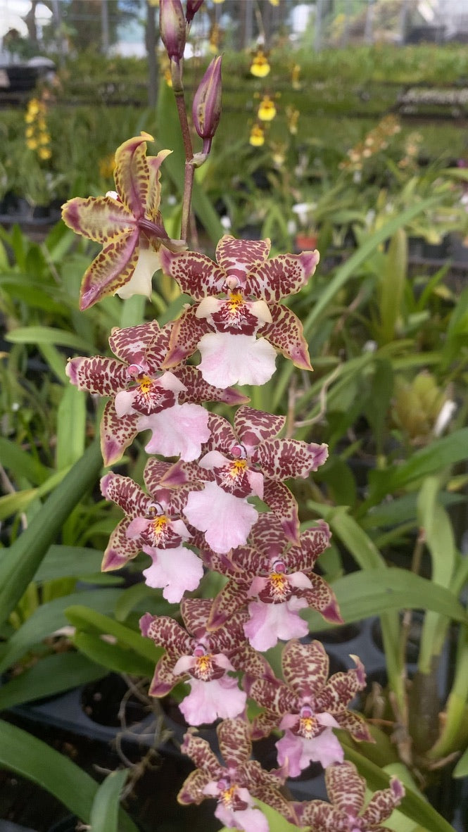 ゼレンコシジウム・フルドゥエン '2213'