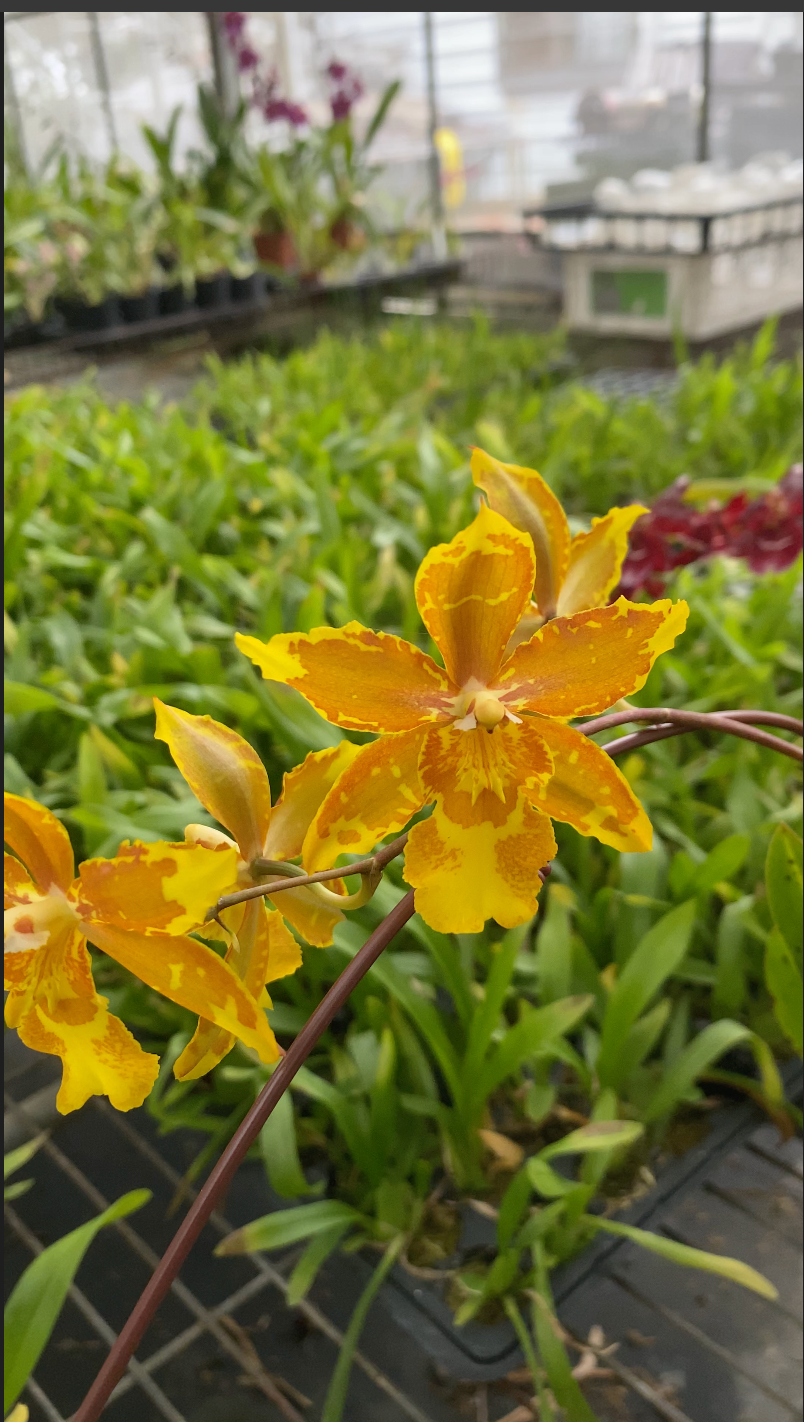 オンシジウム フルデュエン 'HLD-2'