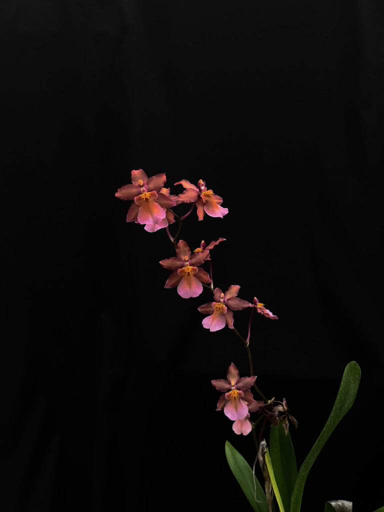 オンク フルドゥエン '2158'