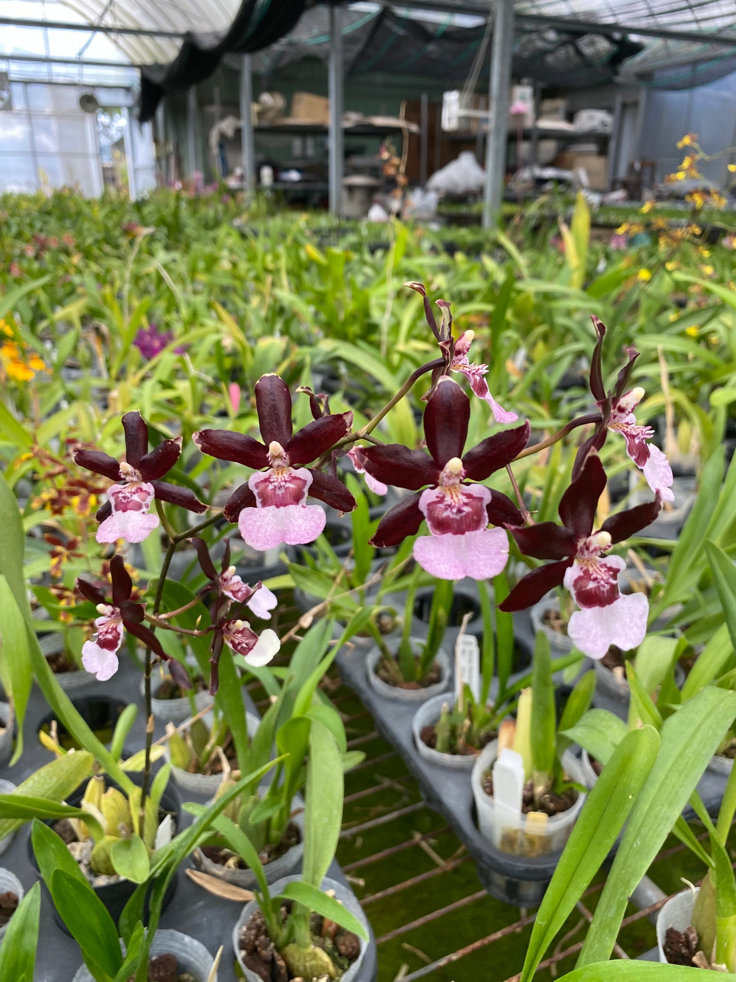 オンシジウム フルデュエン 'パープルグレープ'