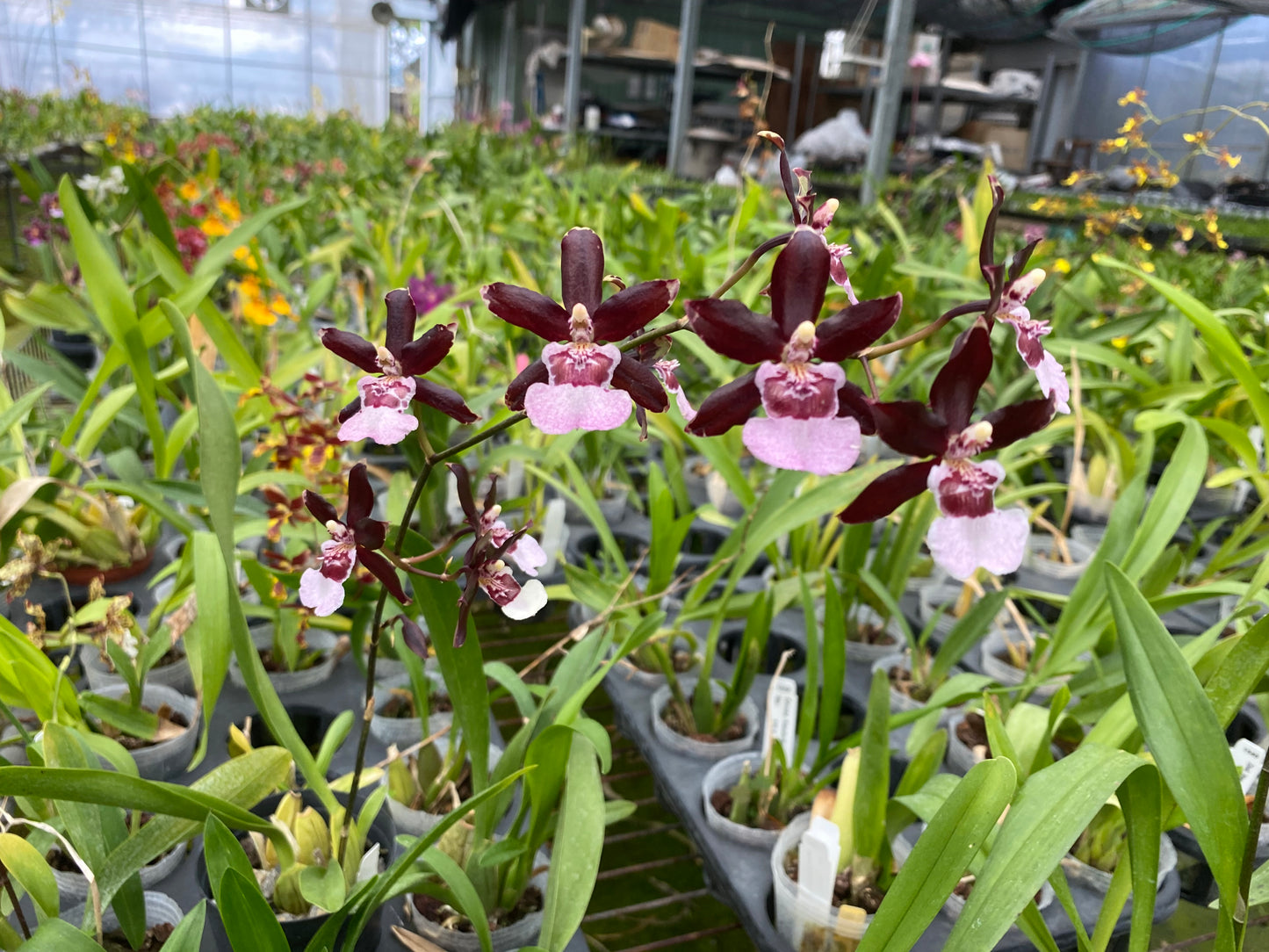 オンシジウム フルデュエン 'パープルグレープ'