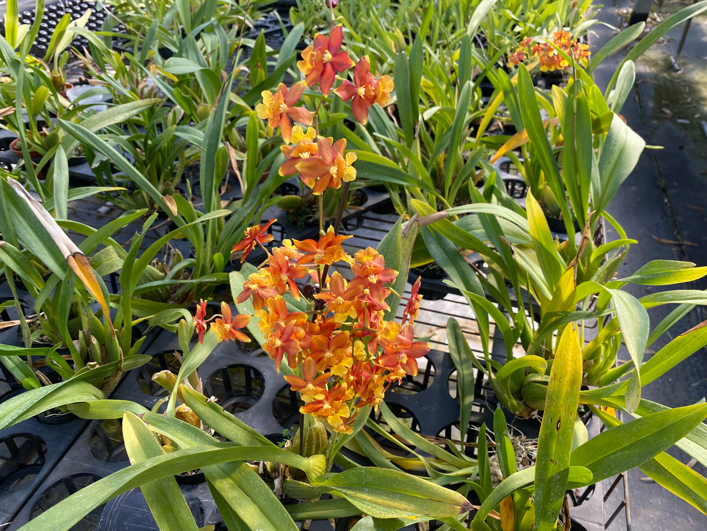 オンシジウム・フルドゥエン 'オレンジフルーツ'