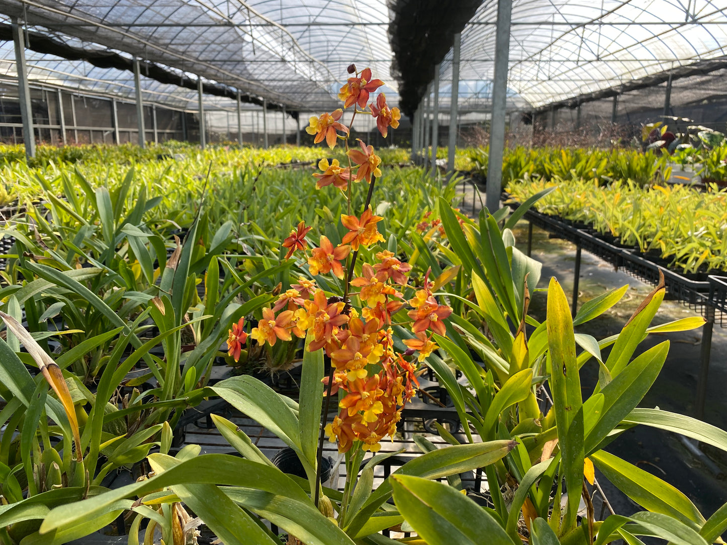 オンシジウム・フルドゥエン 'オレンジフルーツ'