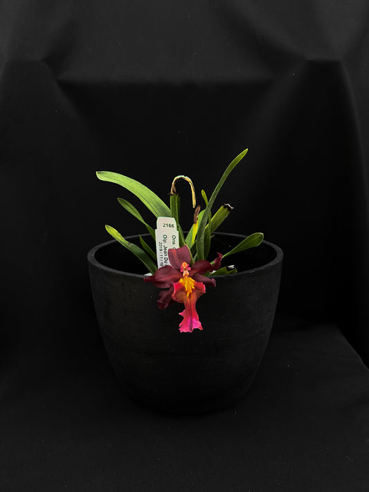 オンシジウム フルデュエン '2166'